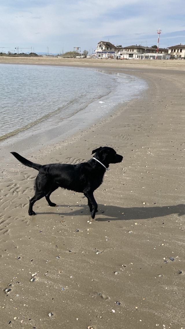 Mit Hund am Strand