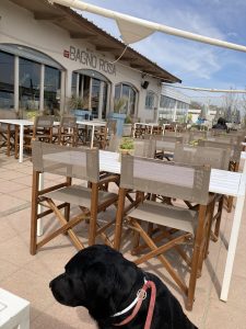 Mit Hund in der Strandbar