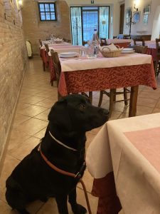 Hund im Restaurant