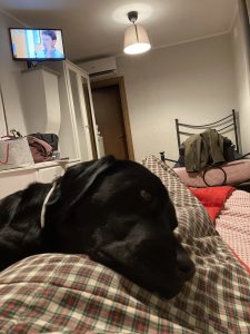 Hundehaare im Bett