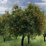 Orangen und Olivenhaine