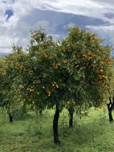 Orangen und Olivenhaine