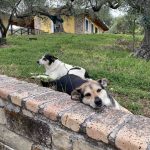 Halbzeit - Italien mit Hund