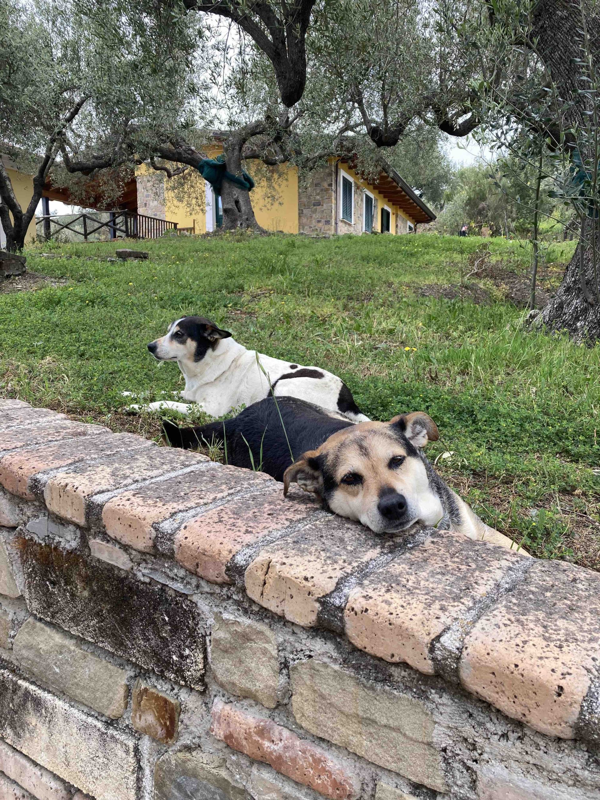 Halbzeit - Italien mit Hund