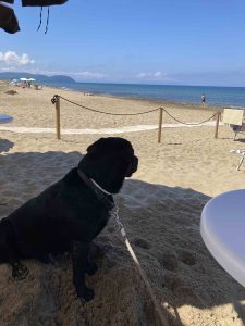 Sunny am Hundestrand von San Vincenzo